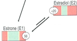 estrogen1